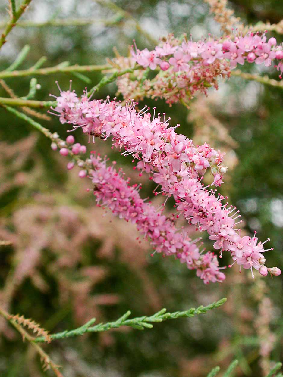 Tamarix canariensis