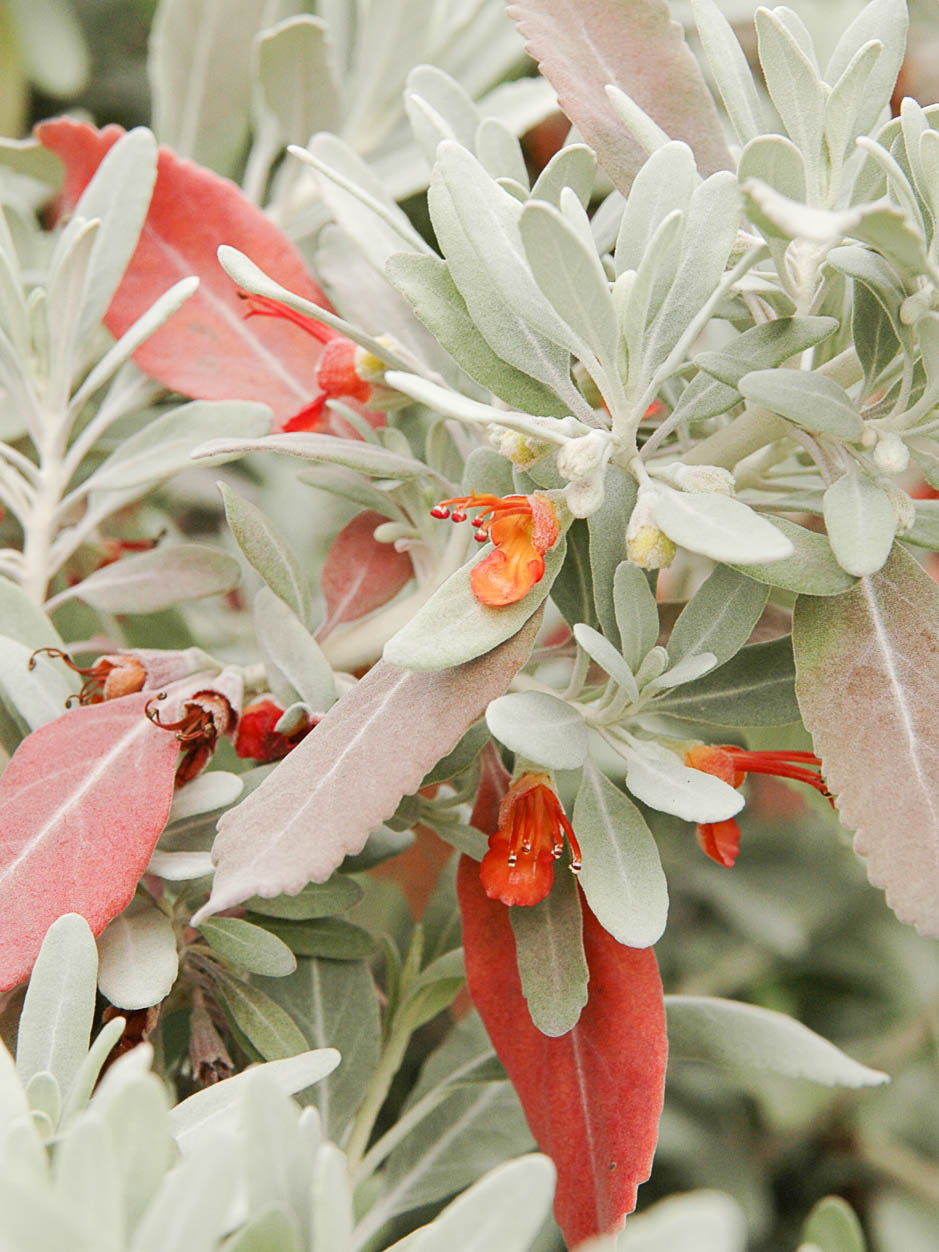 Teucrium heterophyllum
