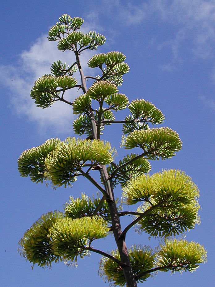 Agave americana