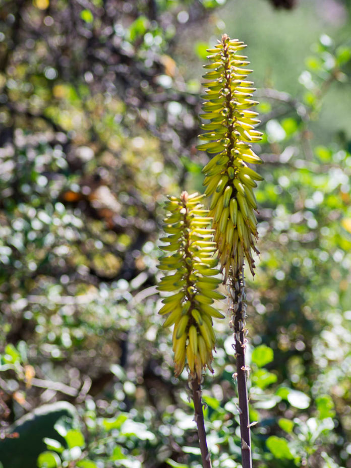 Aloe vera
