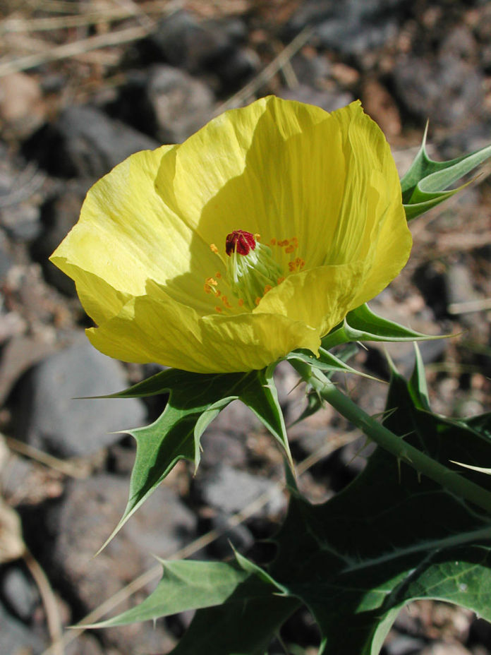 Mexican Prickly Poppy