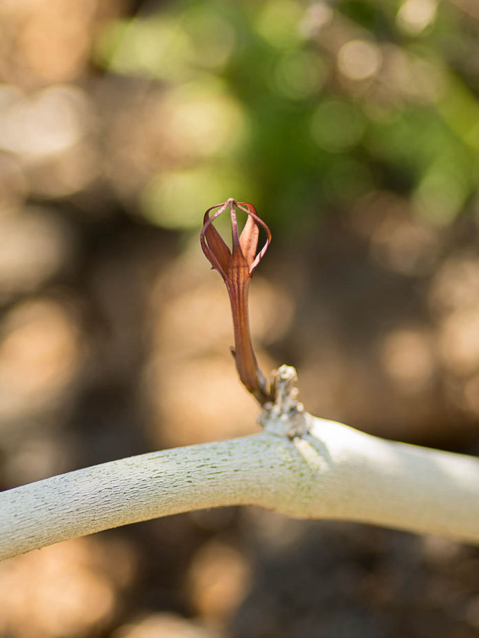Ceropegia fusca