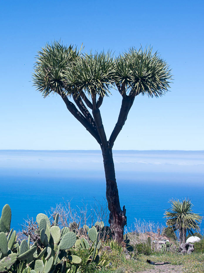 Dracaena-draco