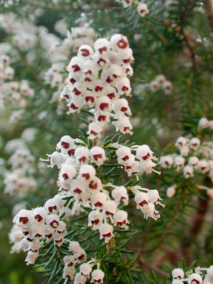 Tree Heather