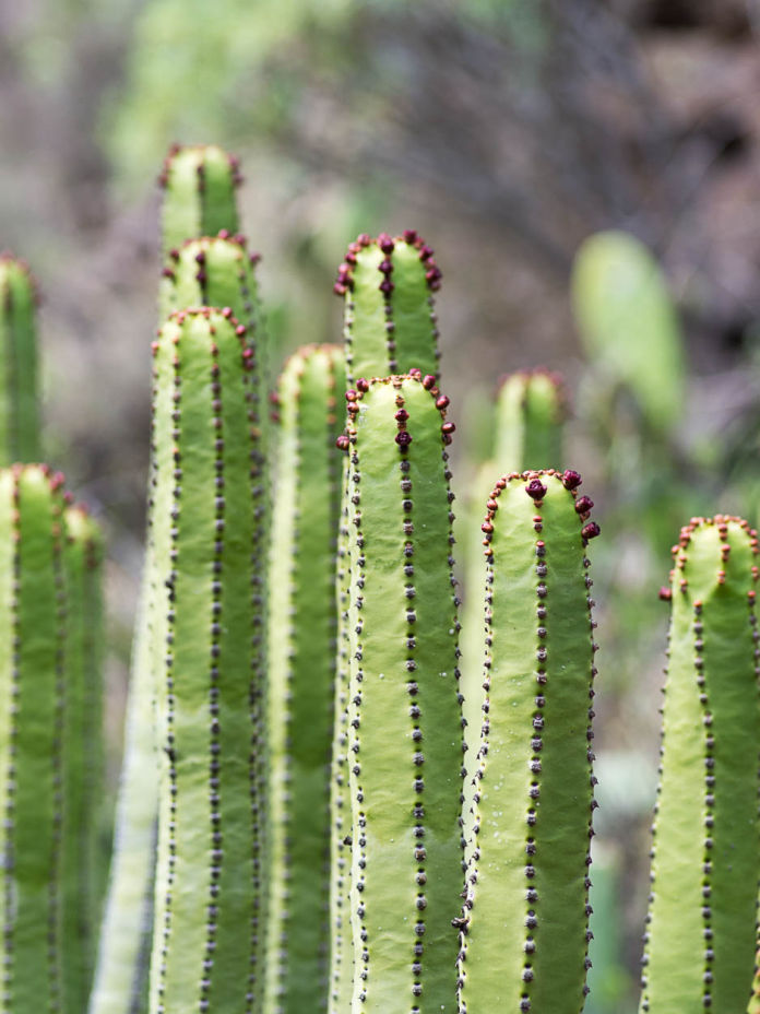 Euphorbia canariensis