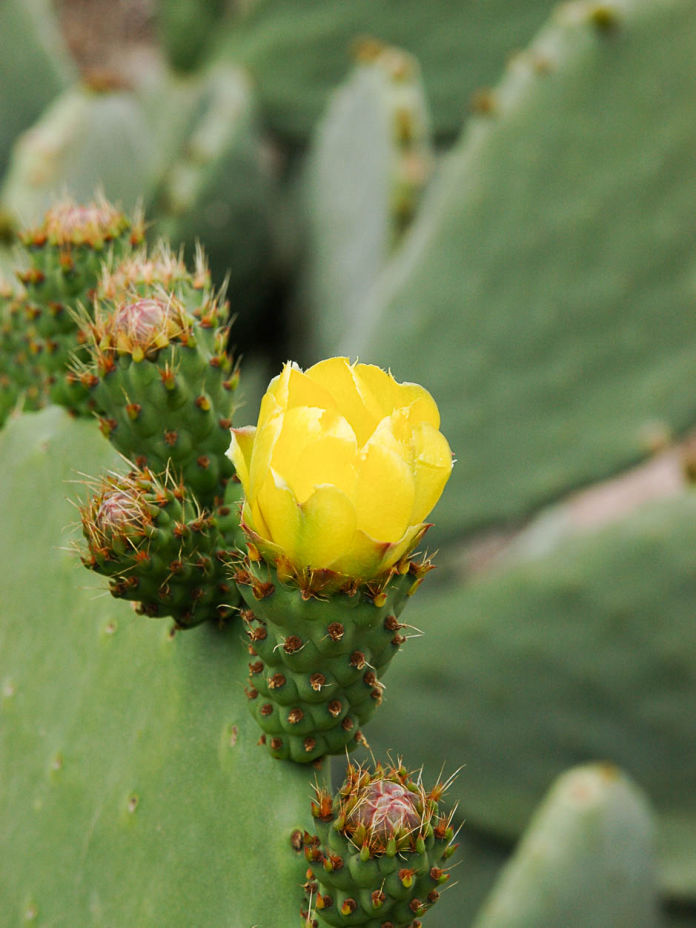 Opuntia ficus-indica