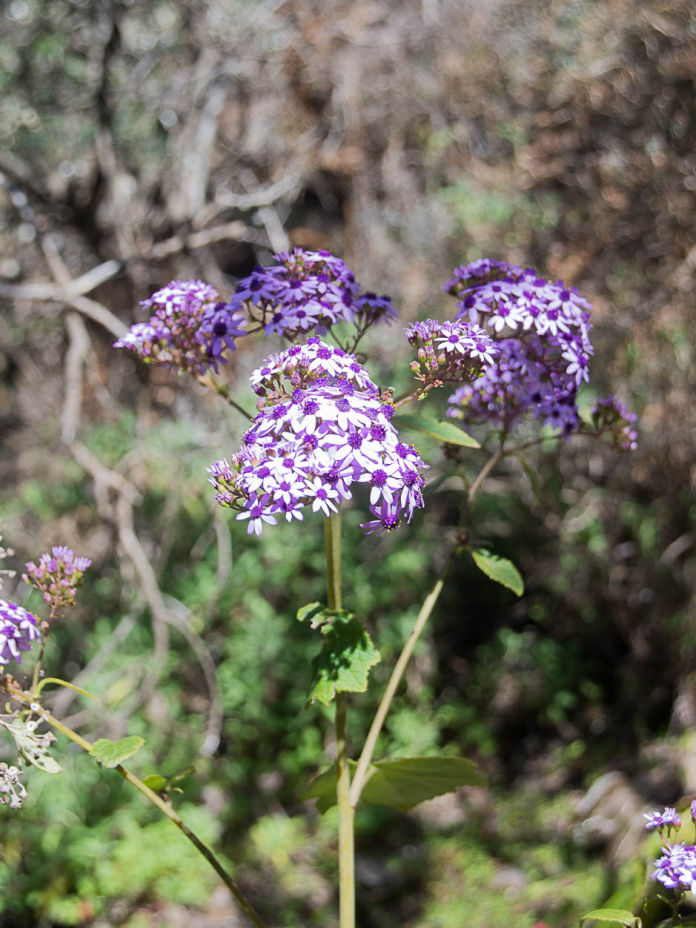 Pericallis appendiculata