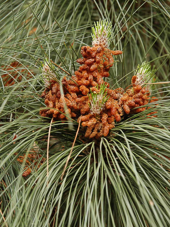 Canary Island Pine